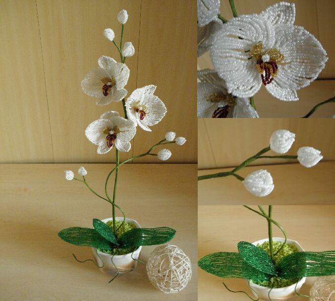 Orchideja " Kvapni svajone "