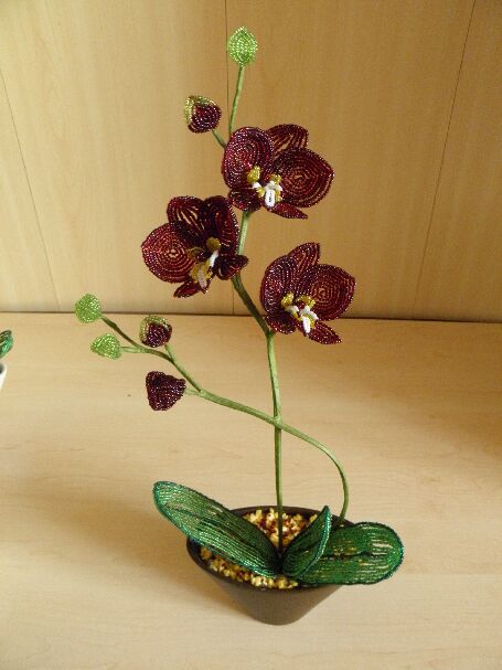 Orchideja "Nakties gele "