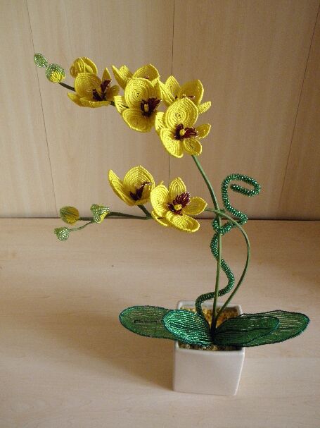 Orchideja "Trupinelis saules "