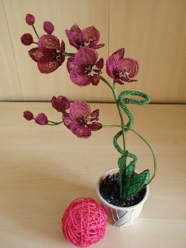 Orchideja "Violetinis kaprizas "