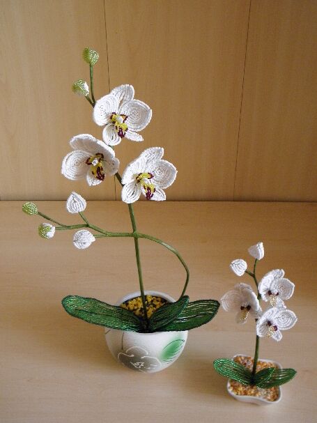 Orchidejos "Rita "
