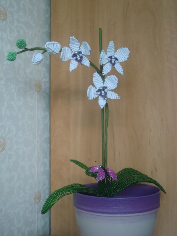 orchideja