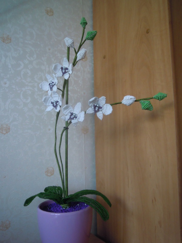 orchideja