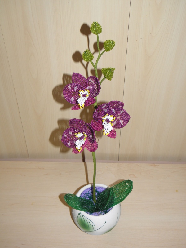 Orchideja "Spalvu sokis "