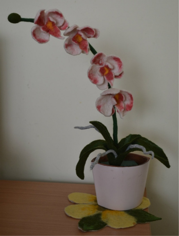 Amžinoji orchidėja
