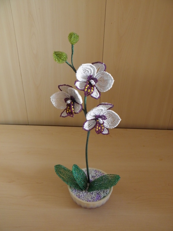 Orchideja "Kvapni svajone "