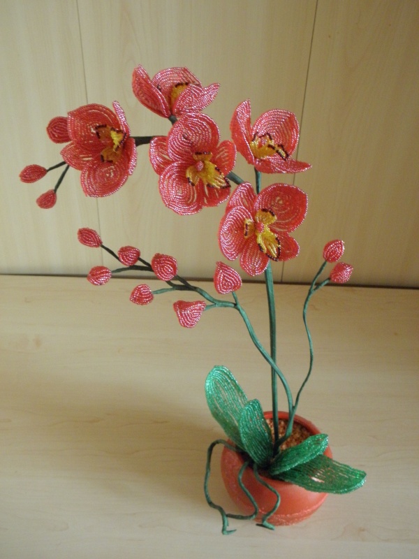 Orchideja "Laikas myleti " 46cm