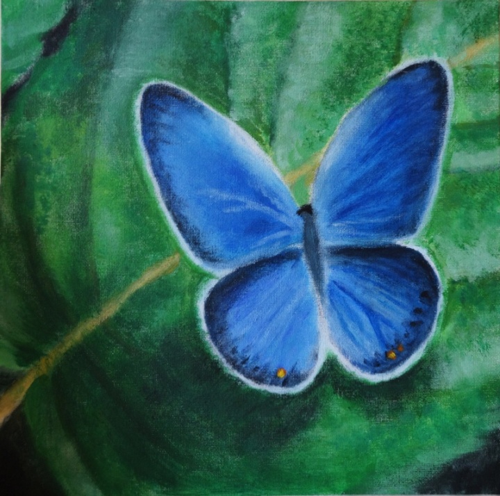 Blue butterfly