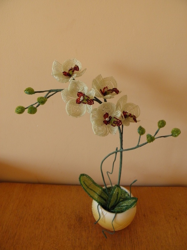 Gelsva orchideja
