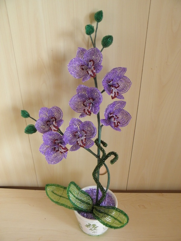 Orchideja "Pavasario kvapai " 50cm