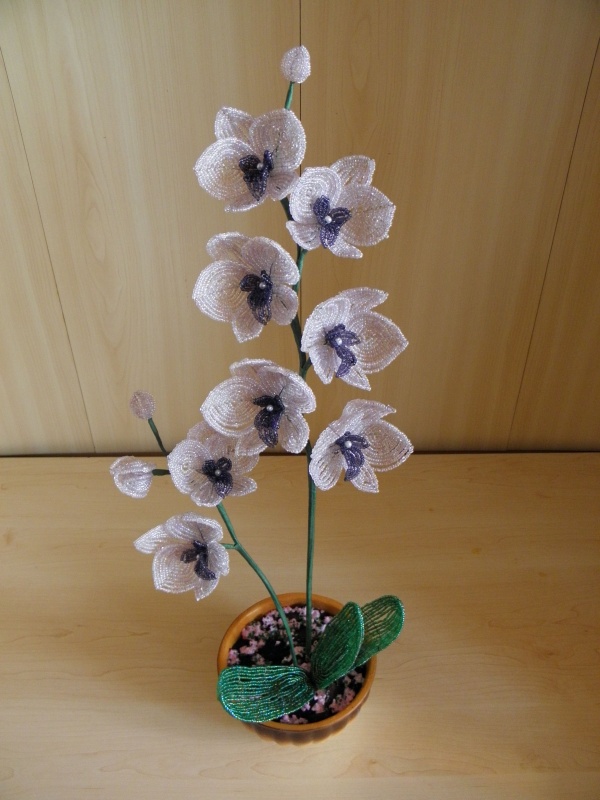 orchidejos (52-53cm)