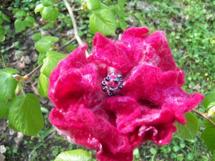 Raudonoji gėlelė