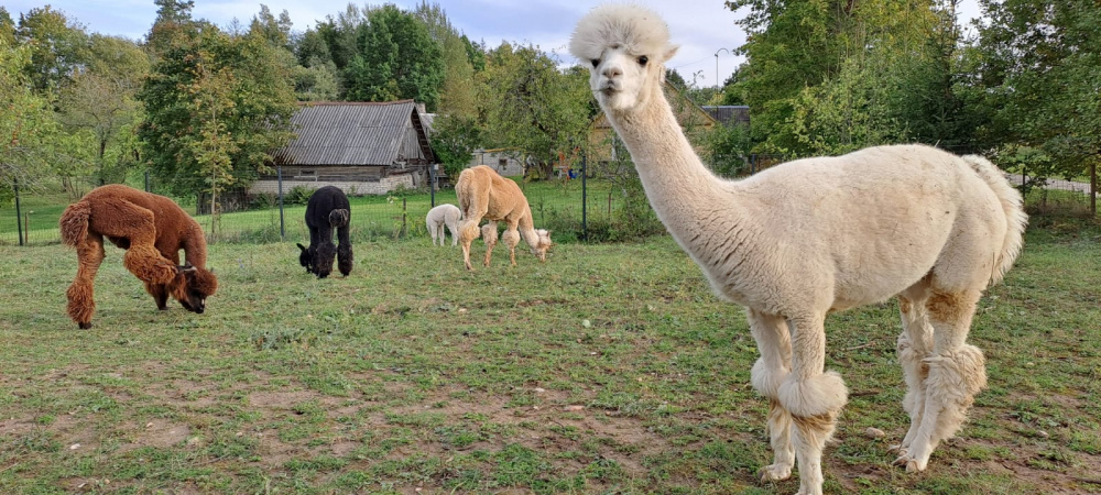 Parduodama alpakų vilna