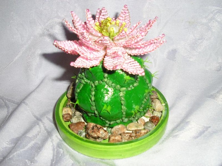 kaktusas
