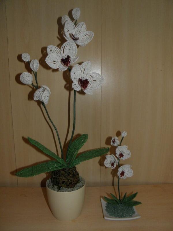 orchideja "Duetas "