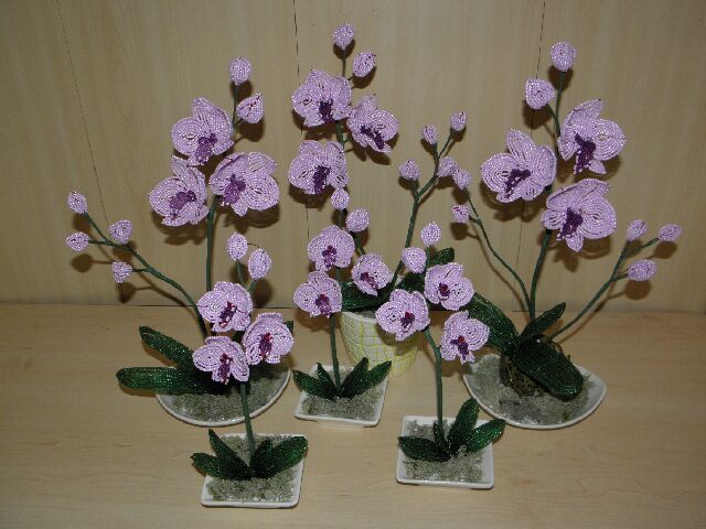 Orchids "Rose "