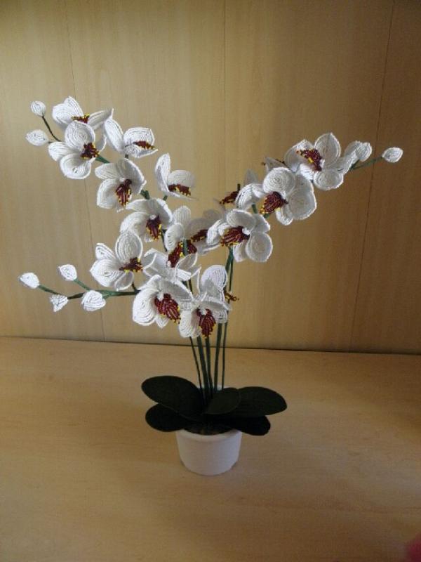 "Karaliskoji "orchideja