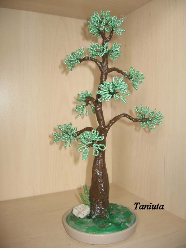 Margas bonsai